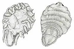 parasito