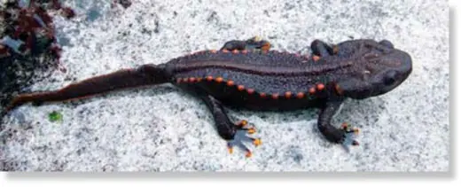 En 2010 se descubrieron 208 especies en peligro de extinció En 2010 se descubrieron 208 especies en peligro de extinció