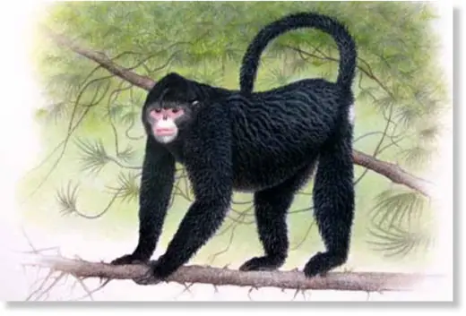 especies especies