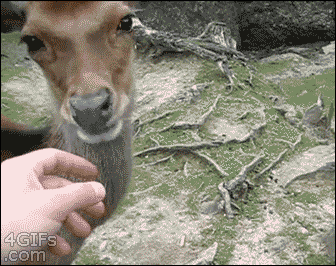Los Gifs mas Divertidos pasa que te saco una Sonrisa 82º