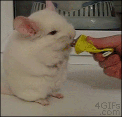 Gifs de animalitos. Graciosos y tiernos! +5 si alguno no vis