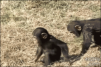 Los Gifs
