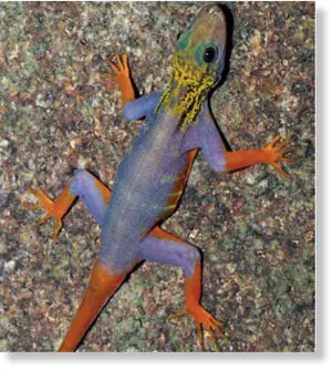 En 2010 se descubrieron 208 especies en peligro de extinció En 2010 se descubrieron 208 especies en peligro de extinció