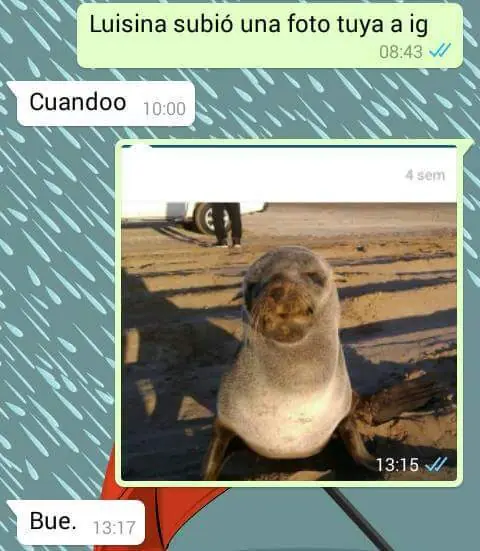 chat risa