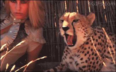 Los Gifs