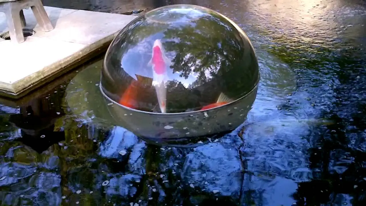 acuario