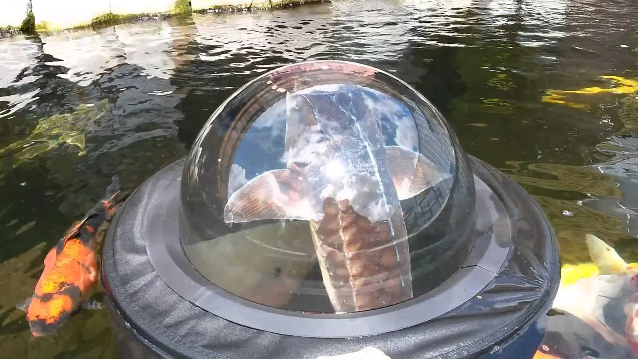peces