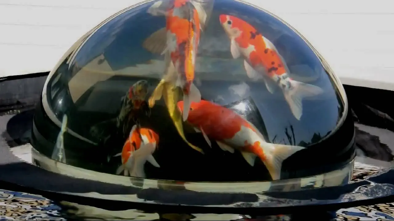 koi dome