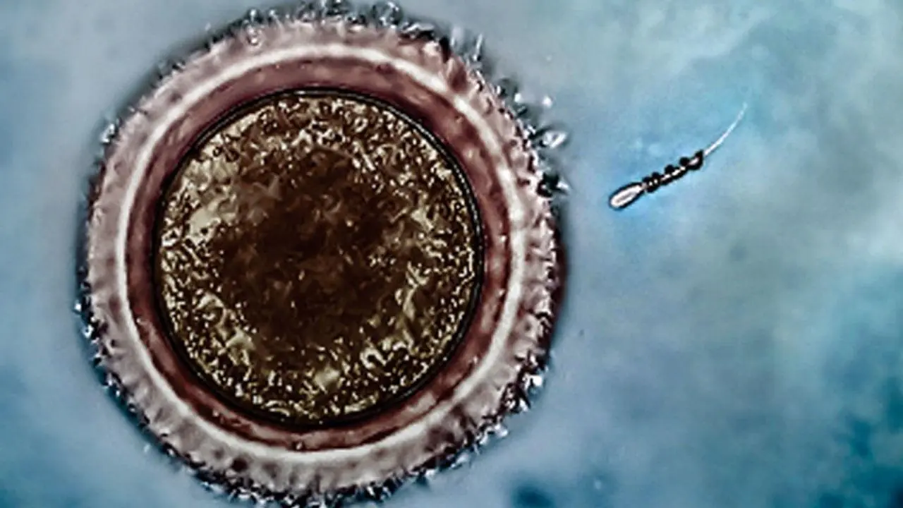 espermatoziodes