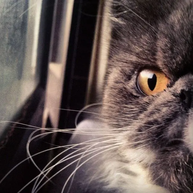Historias Gatunas. El gato Ramses