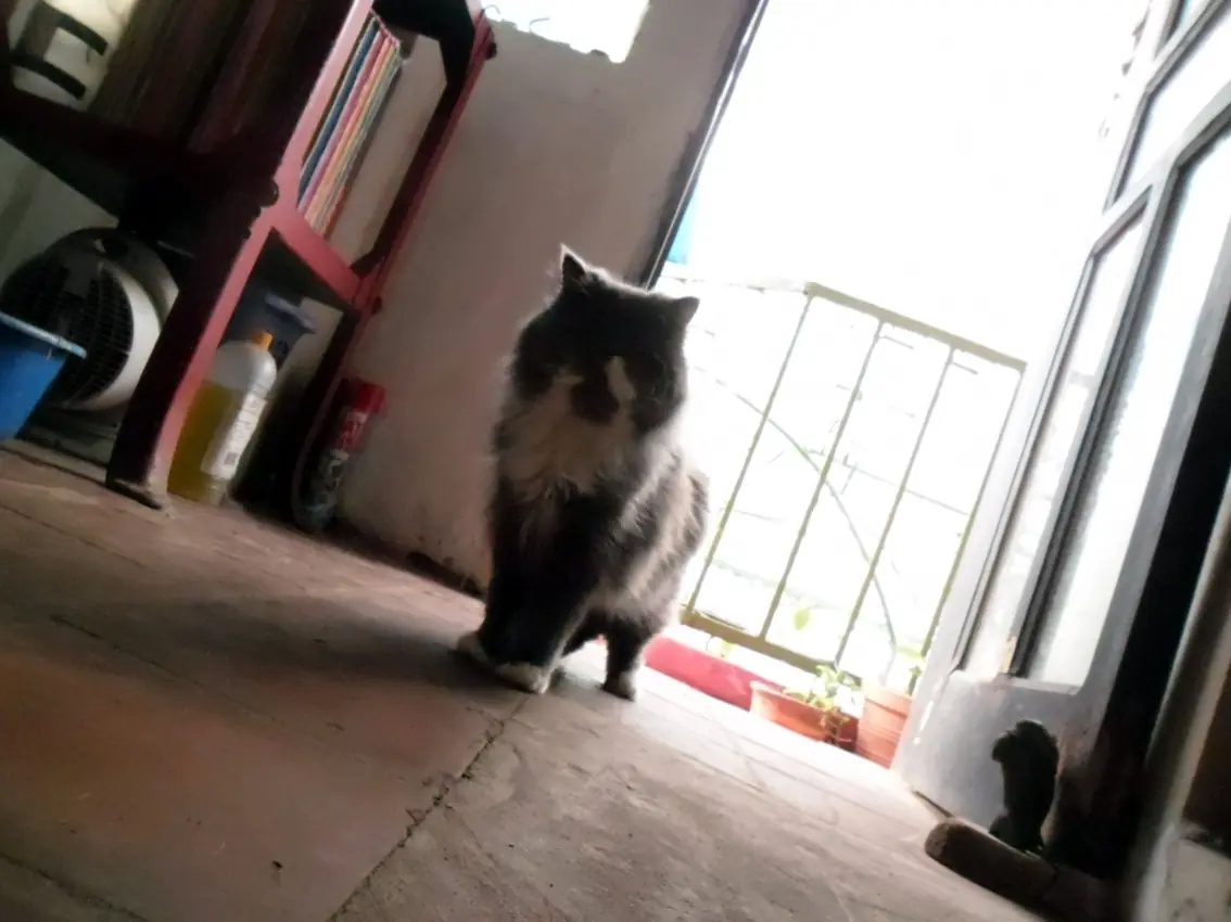 Historias Gatunas. El gato Ramses