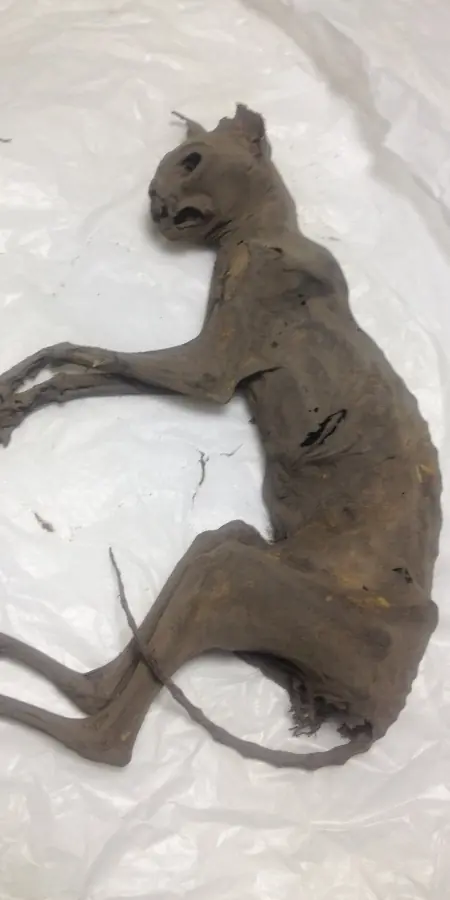 El misterioso gato momificado del arzobispado