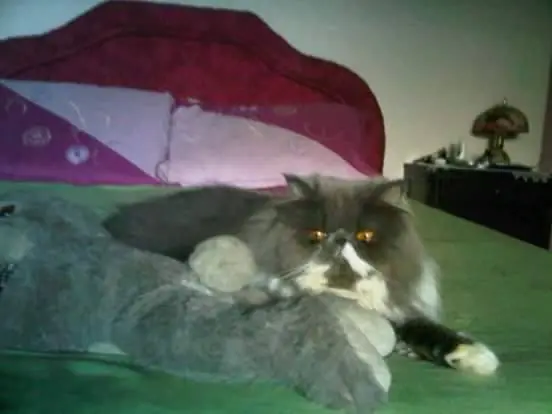 gato