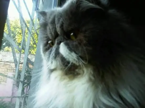 Historias Gatunas. El gato Ramses
