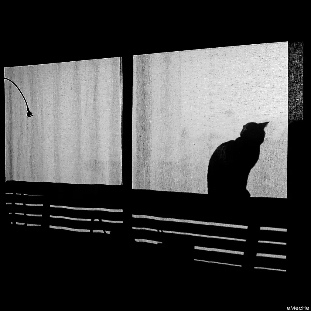 gatos
