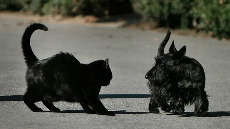 Científicos debate entre los amantes de perros y los gatos