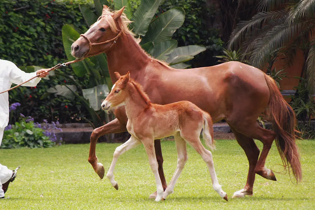 Las razas de caballos más hermosas del mundo