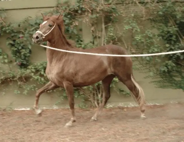 Estamos familiarizados con la majestuosidad y hermosura de los caballos