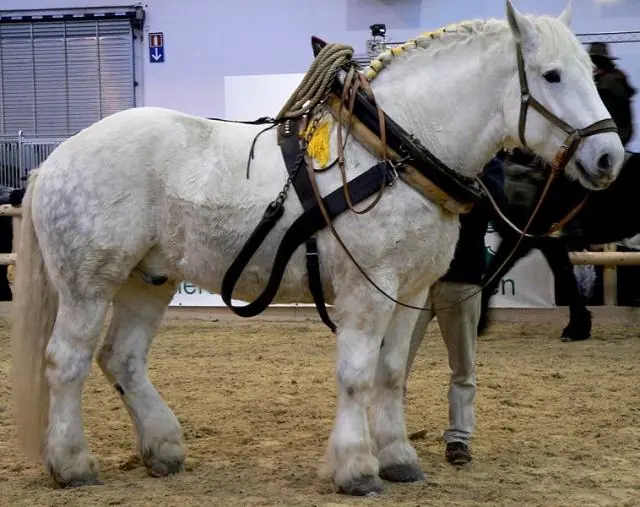 Es por eso que el ver estas razas de caballos te haran querer uno de inmediato en tu casa