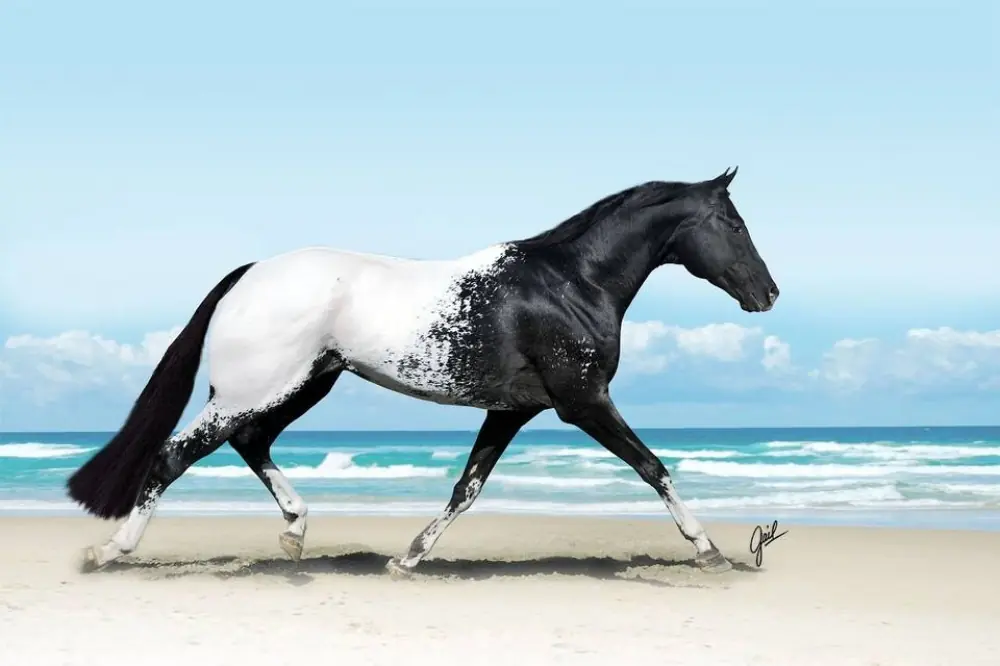 Las razas de caballos más hermosas del mundo