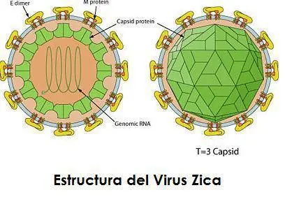 virus