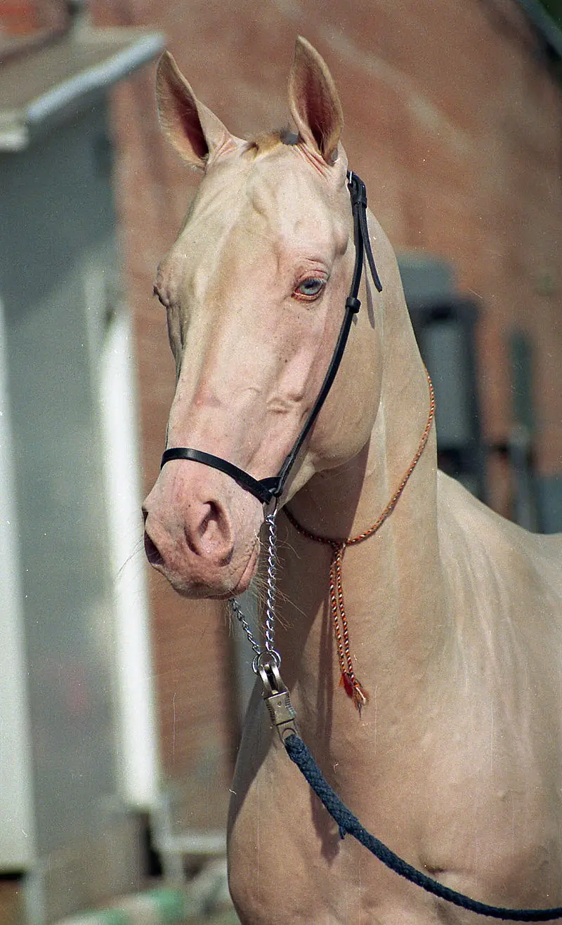 Estamos familiarizados con la majestuosidad y hermosura de los caballos