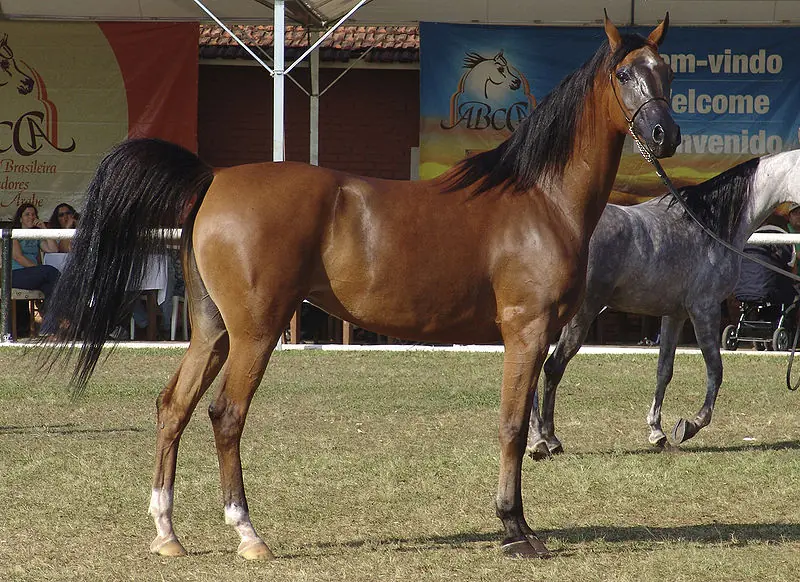 incluso mas que aquel pony con el que sonabas en tu infancia