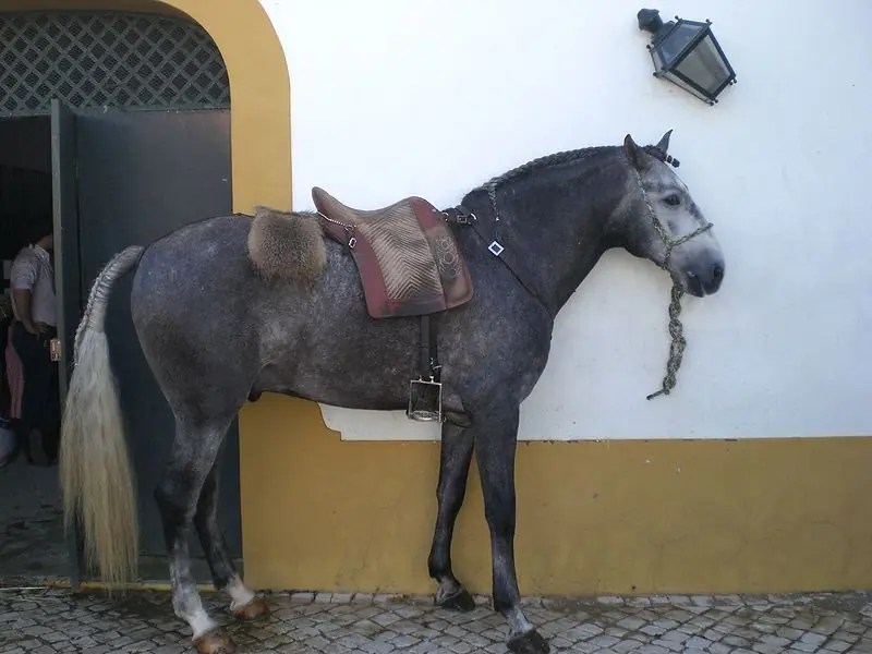 Estamos familiarizados con la majestuosidad y hermosura de los caballos