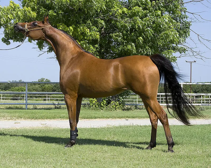 Es por eso que el ver estas razas de caballos te haran querer uno de inmediato en tu casa