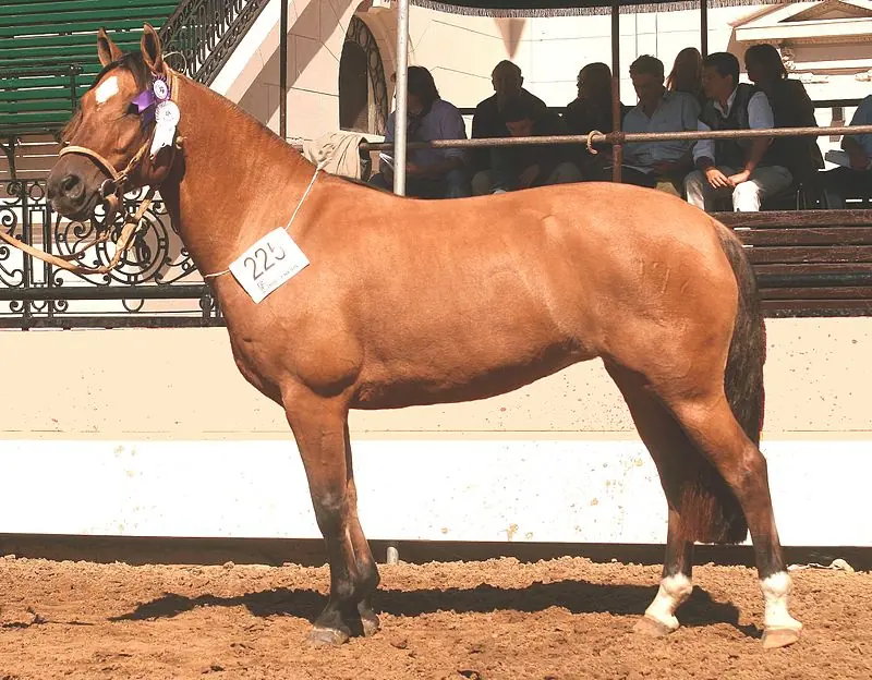 Estamos familiarizados con la majestuosidad y hermosura de los caballos