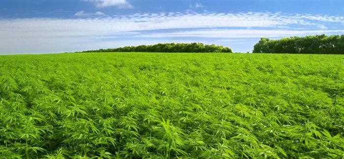 estudios cientificos