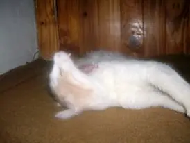 Taringa! me felicito y te lo muestro