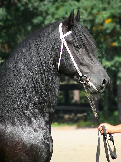 Las razas de caballos más hermosas del mundo