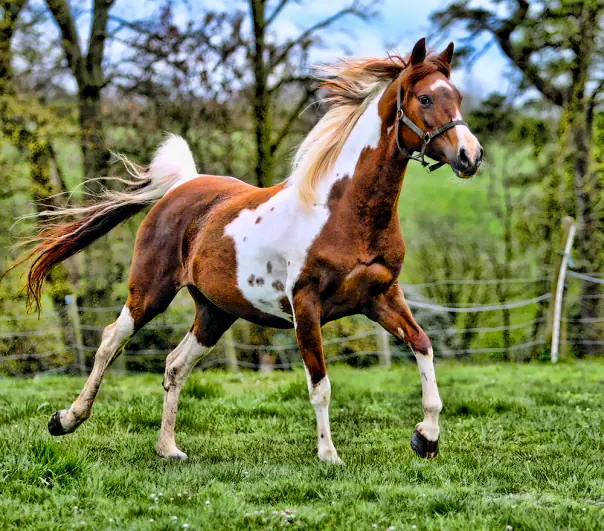 Es por eso que el ver estas razas de caballos te haran querer uno de inmediato en tu casa