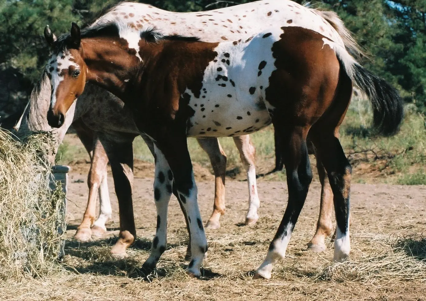 Estamos familiarizados con la majestuosidad y hermosura de los caballos