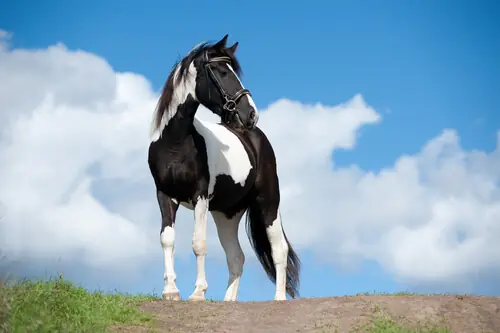 incluso mas que aquel pony con el que sonabas en tu infancia