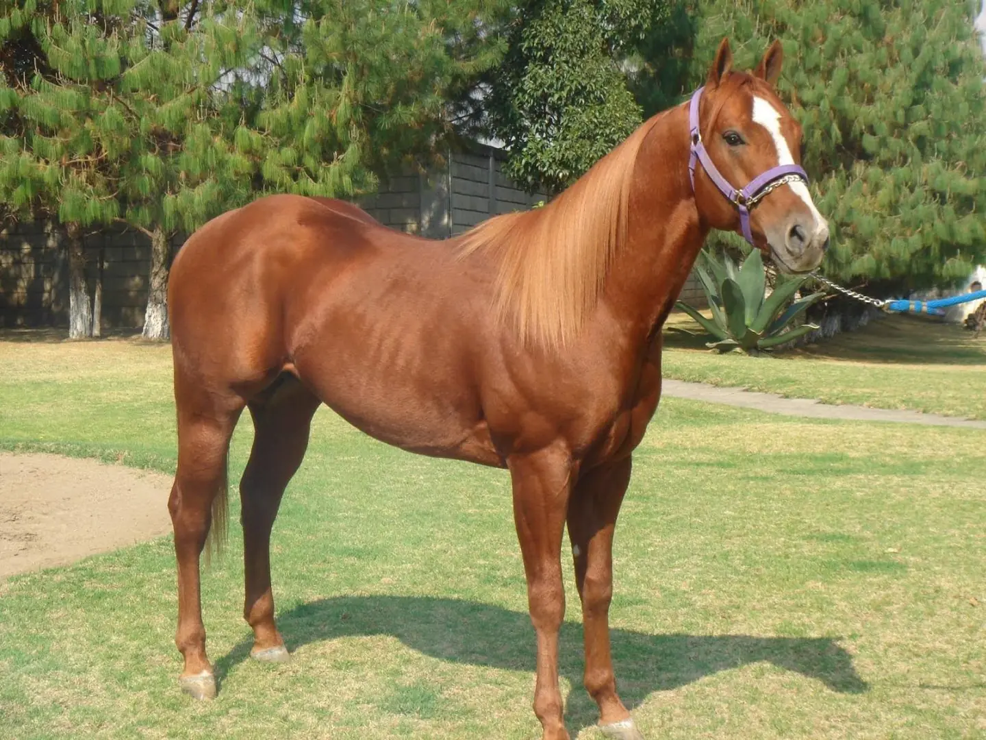 Es por eso que el ver estas razas de caballos te haran querer uno de inmediato en tu casa