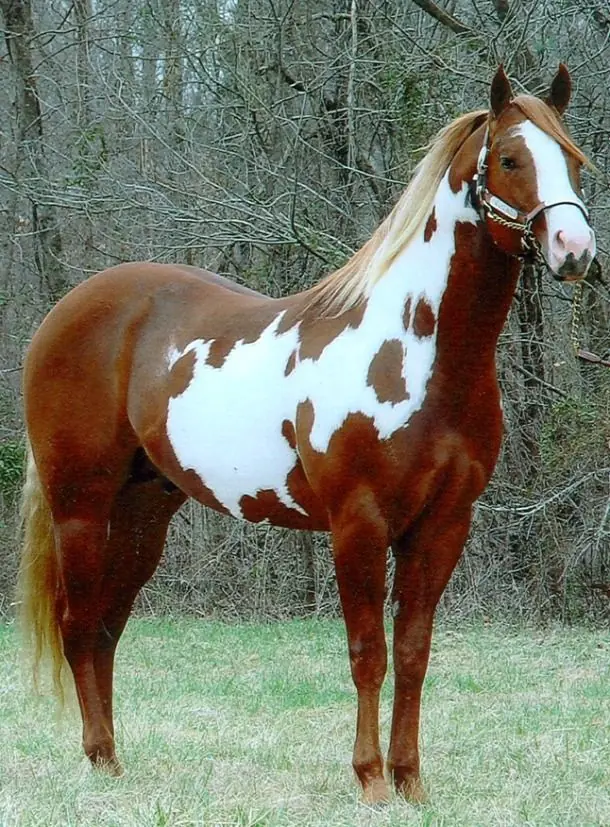 Es por eso que el ver estas razas de caballos te haran querer uno de inmediato en tu casa