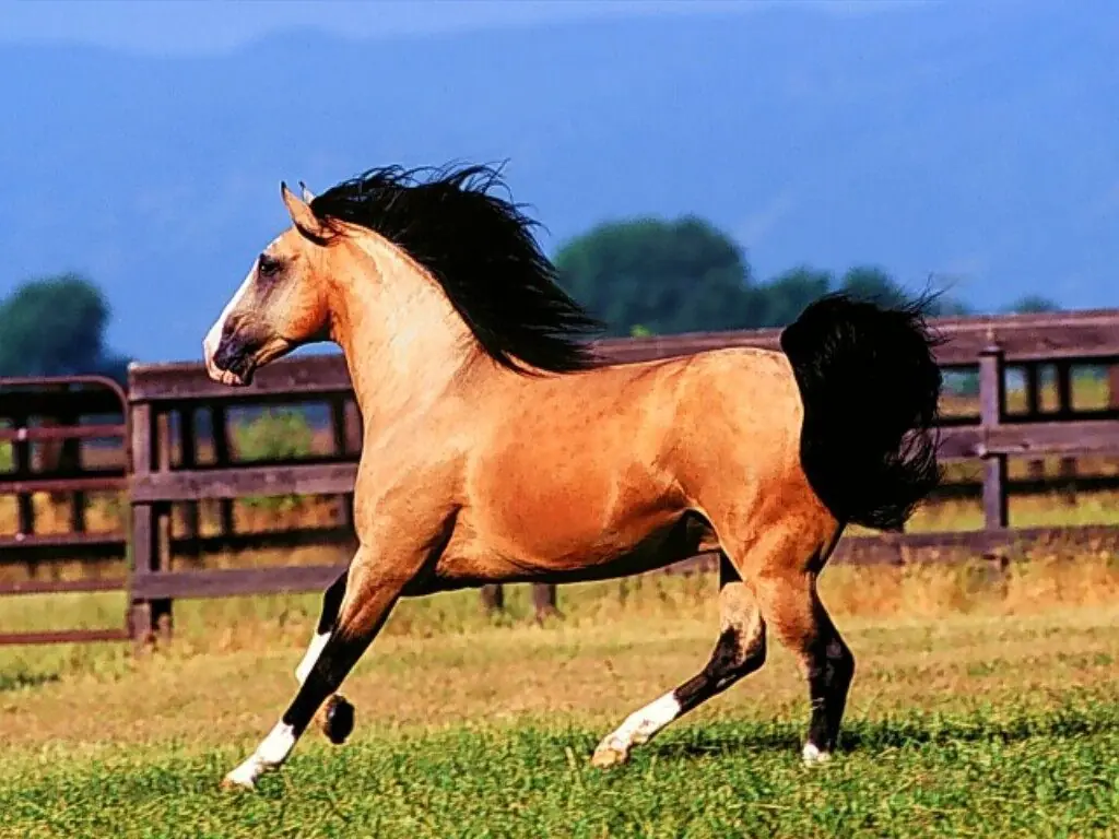 Las razas de caballos más hermosas del mundo