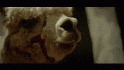 Gifs Gifs