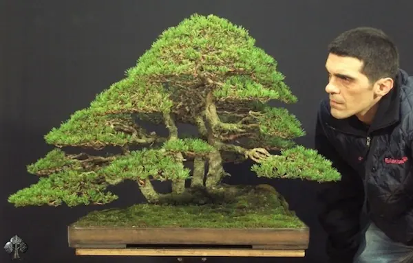 arboles
