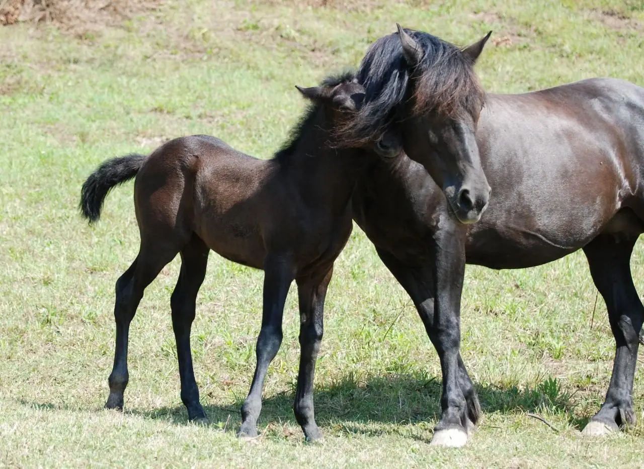 incluso mas que aquel pony con el que sonabas en tu infancia