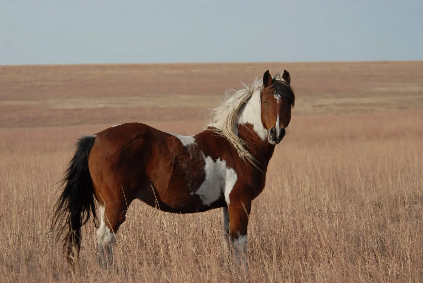 Las razas de caballos más hermosas del mundo