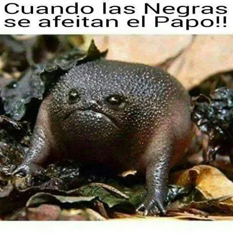 risa
