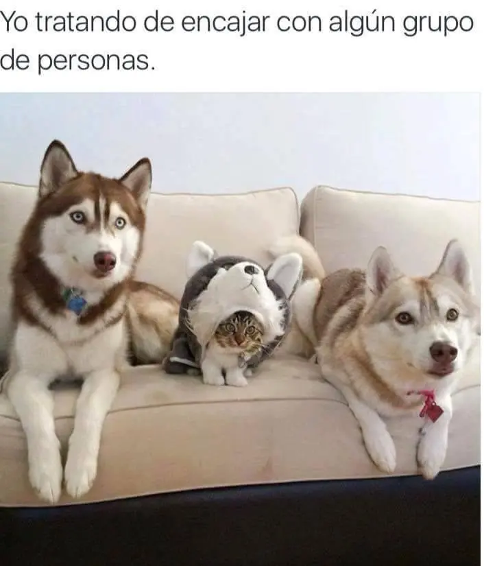chistosas
