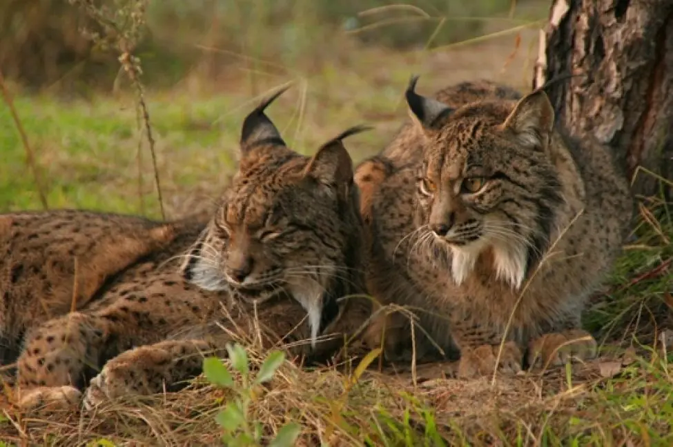linces