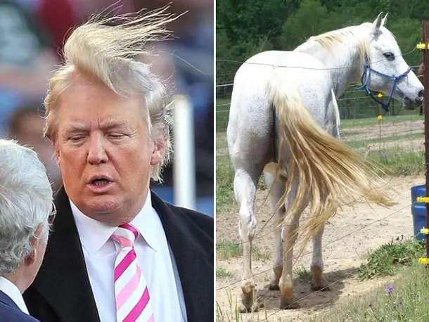 La Posta Trumps!