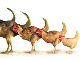 Crean embriones de pollo con rasgos similares a dinosaurios