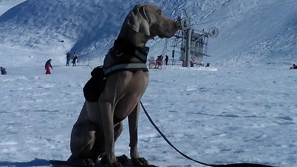 alfa madra alfa madra
