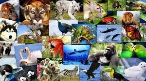 ecologia